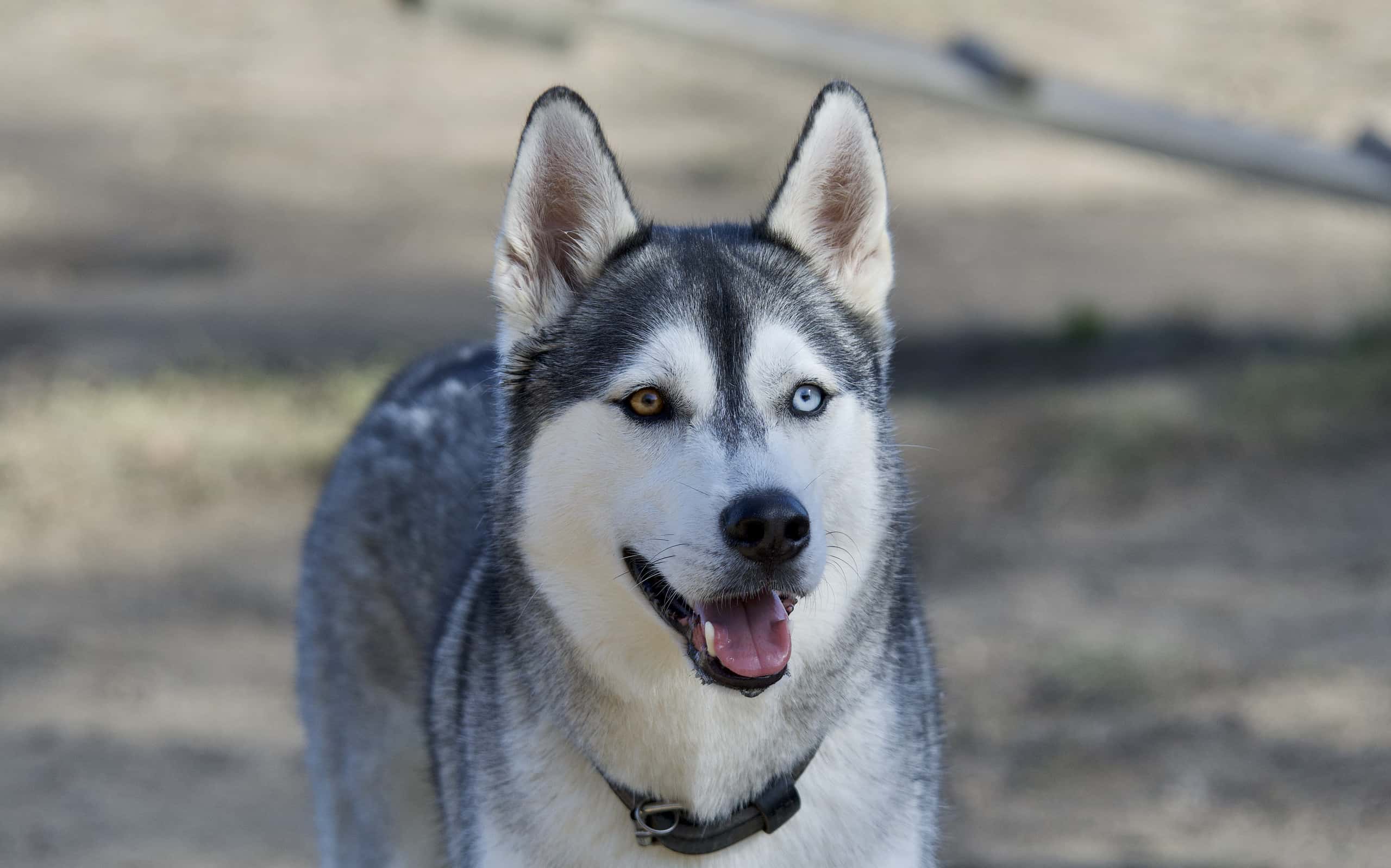 A striking husky gazing into the distance, embodying the determined yet unpredictable spirit of Netflix's share price movements